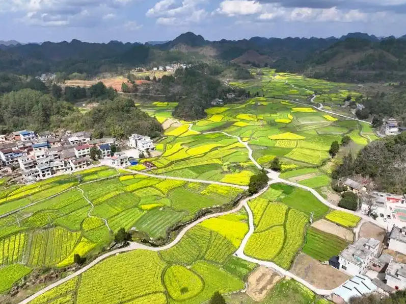 每一步都踏在春天里！贵州独山三兴村铺开2000亩“金色地毯”